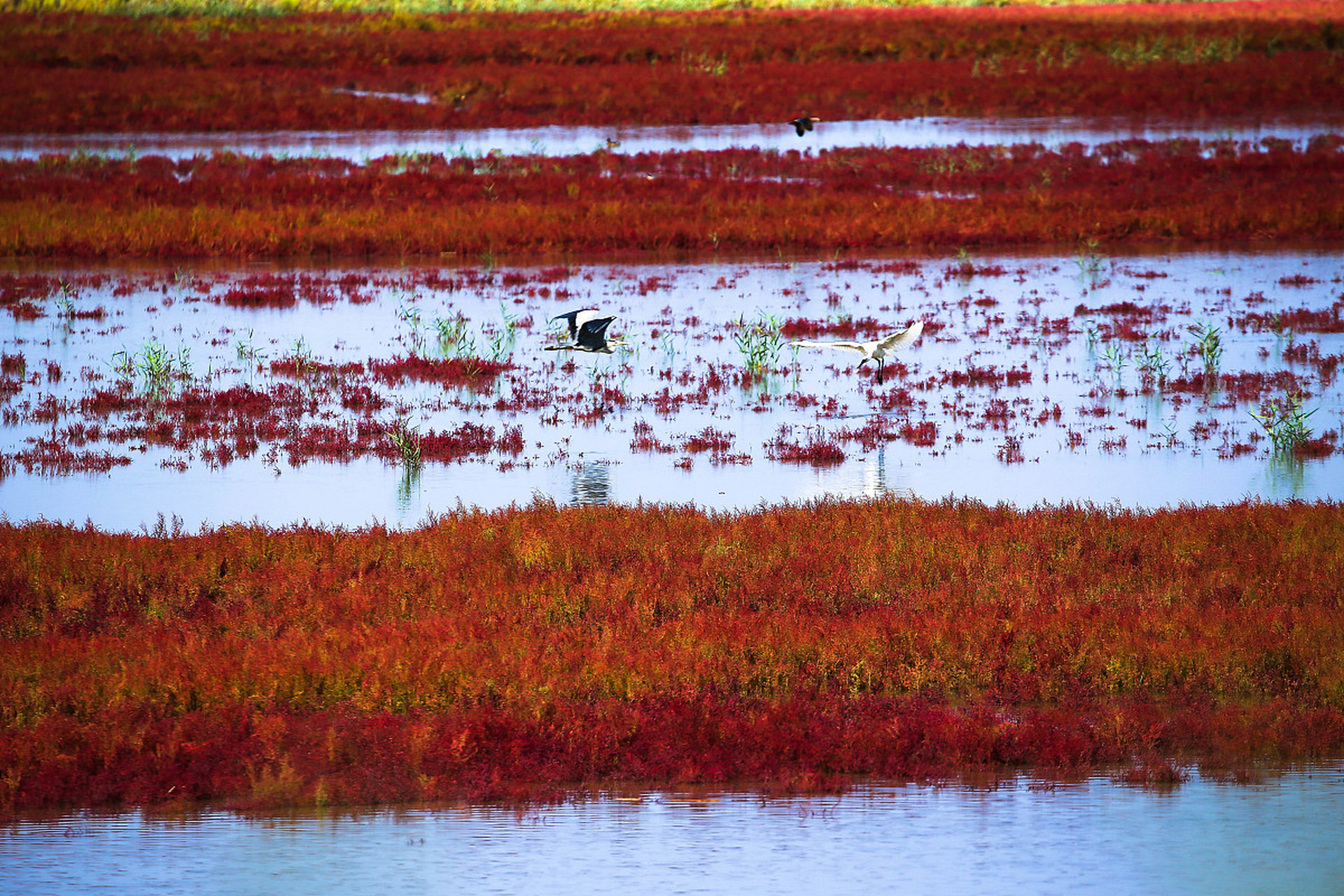 93 东营红滩湿地旅游区,这个充满生机的自然之地,正以其独特的红色