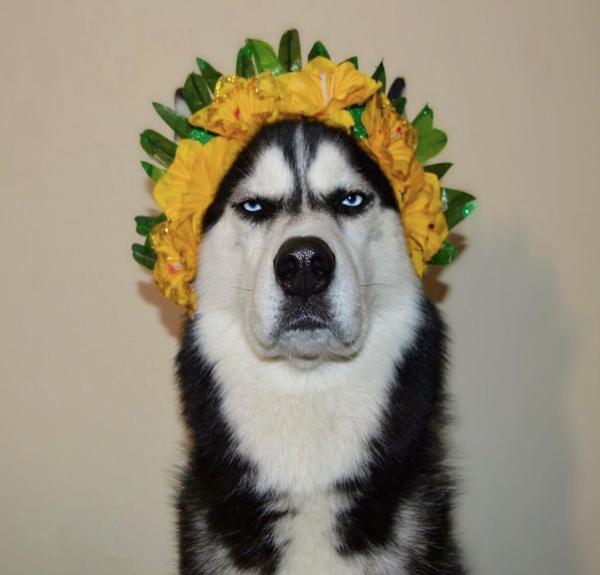 一只好像永远在生气的二哈,简直快要被主人玩坏