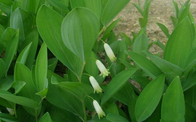 玉竹- 热门商品专区