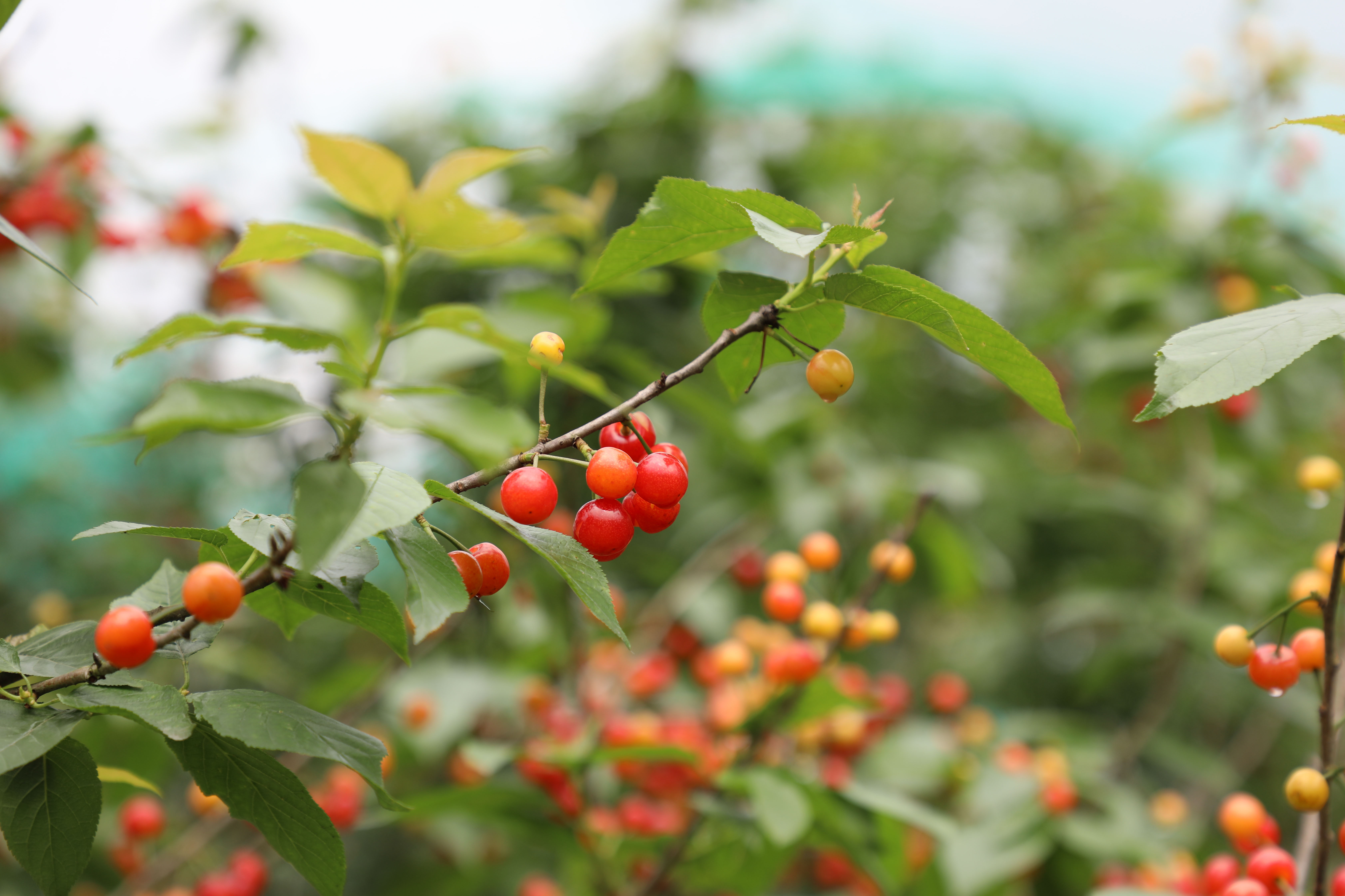 又是一年樱桃红,今年,你摘樱桃了吗?