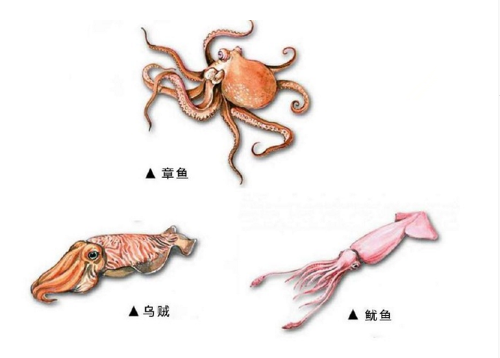 鱿鱼,乌贼和章鱼