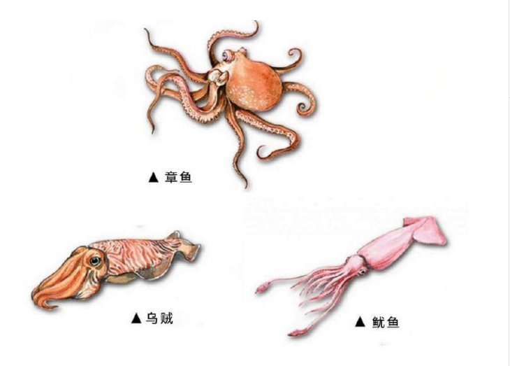 繁殖全靠手的深海八爪動物,科普解析章魚的繁殖方式