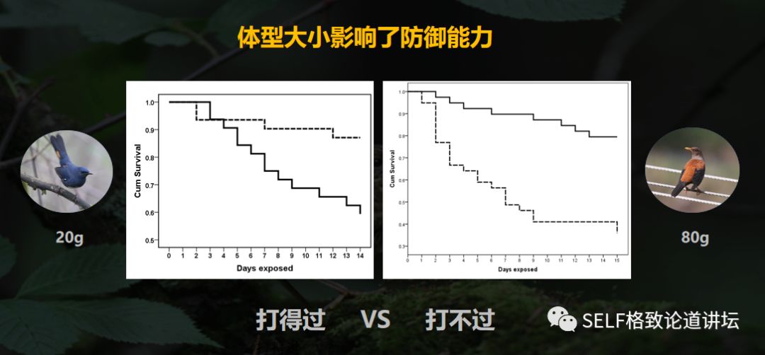 找鸟窝,我是认真的|胡运彪