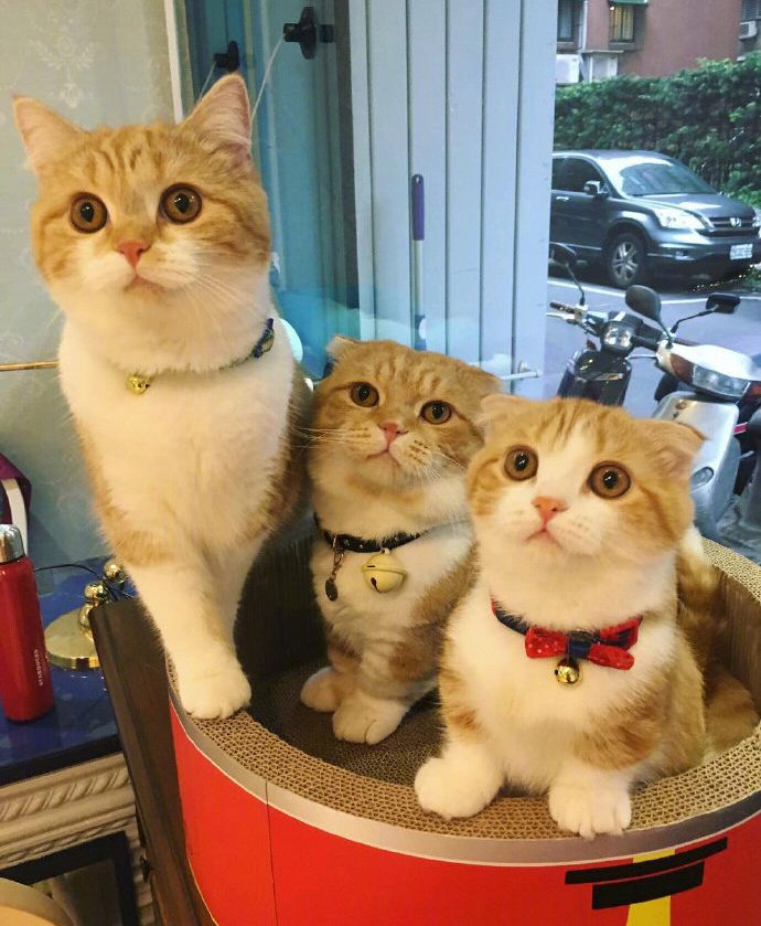 台湾超萌的橘猫一家,天天黏着猫爸爸的猫女儿,真是太幸福了!