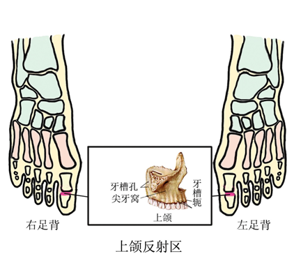 按摩上颌反射区,保护牙齿!