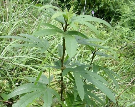 五指毛桃在南方非常火热,有人把五指毛桃剁碎后拿去市场上卖,一会就被