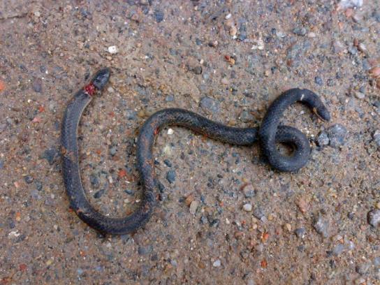 对于钝尾两头蛇你了解多少,看完你就明白!