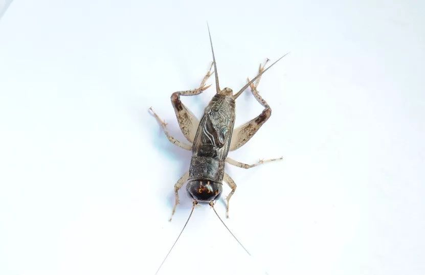 蟋蟀鉴赏:亳州青大头