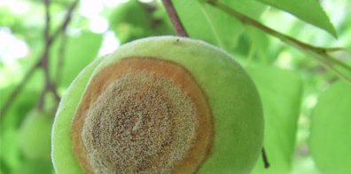 杏褐腐病的症状及防治措施,这些你应该了解