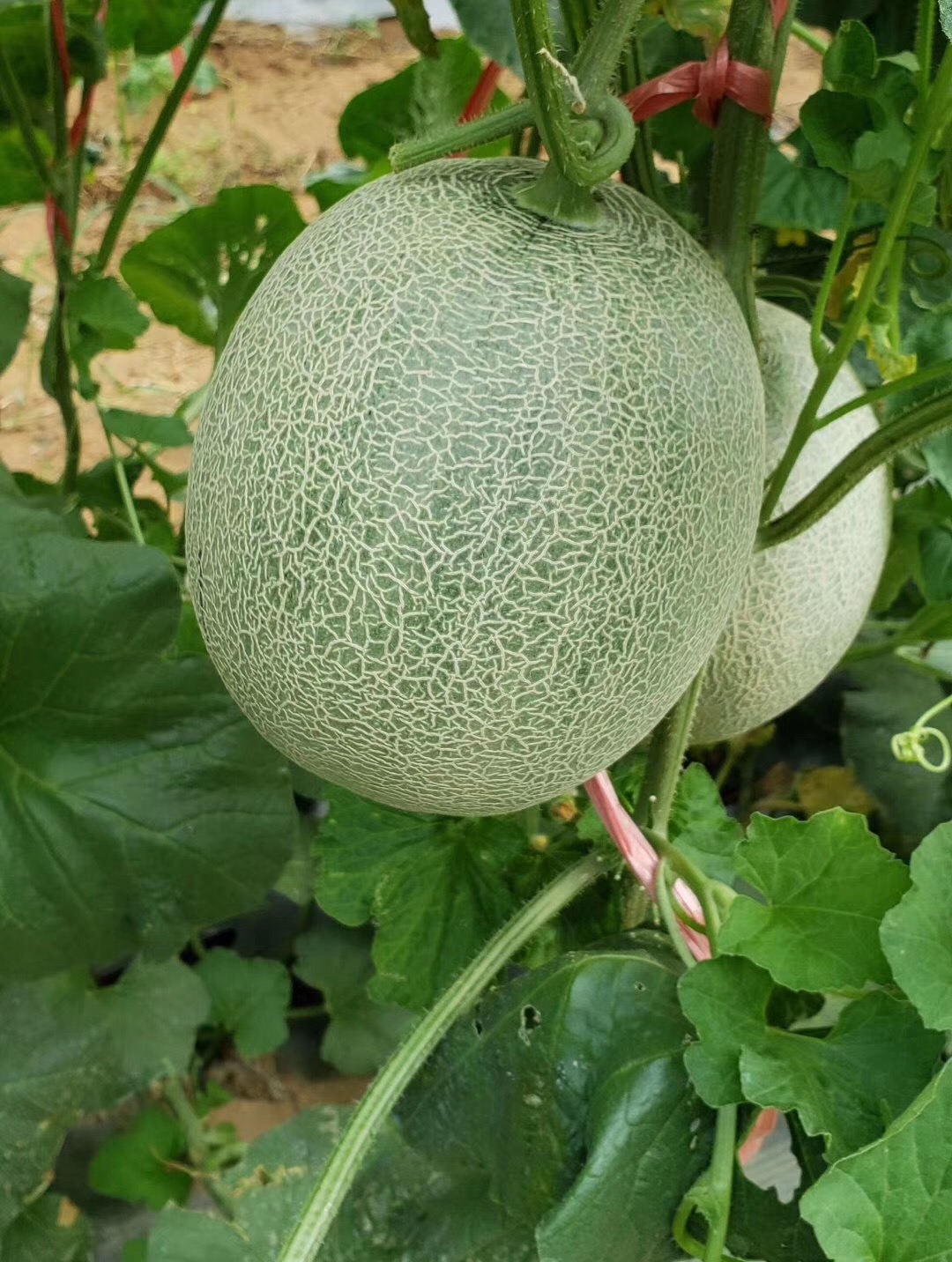 在海南种植的玫珑蜜瓜,比日本的便宜比山东的甜