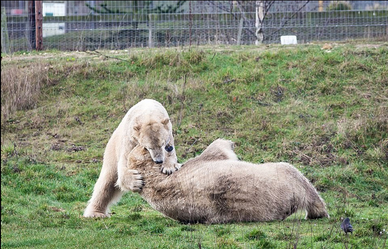 实拍英动物园两北极熊通过斗殴扭打取暖