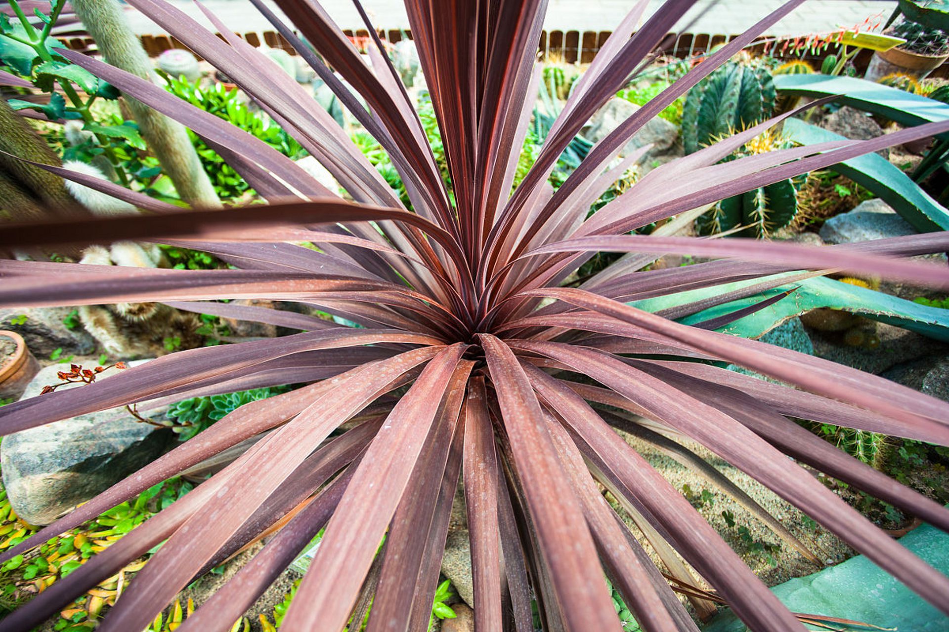 七彩铁树是一种美丽且适合室内养殖的植物.
