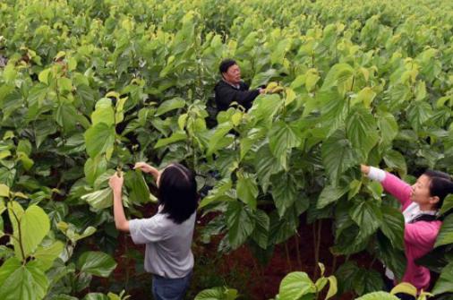 一亩地能赚多少钱人民币(一亩地能赚多少钱人民币啊)