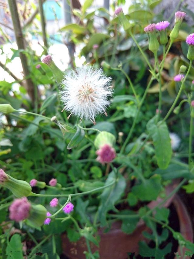 农村一种野草,人称"羊蹄草,是上好的一道野菜,营养价值又高