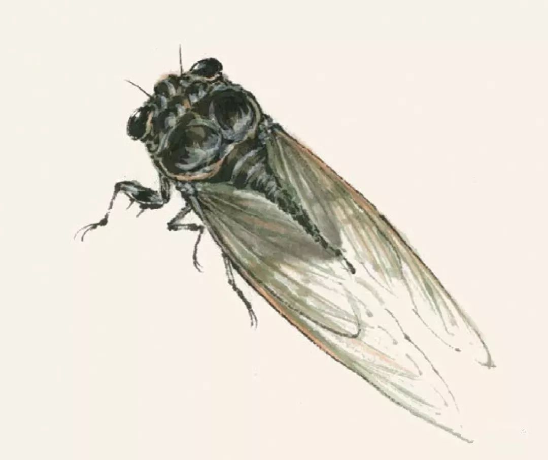 国画——鱼虫的画法