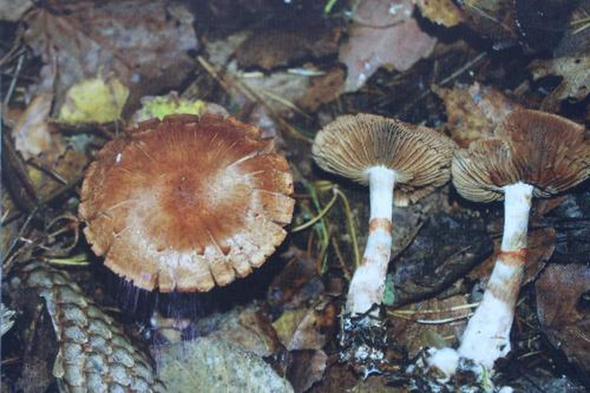 科普知识竞赛#【科普小知识】蜜环丝膜菌属于丝膜菌科,丝膜菌属,是一