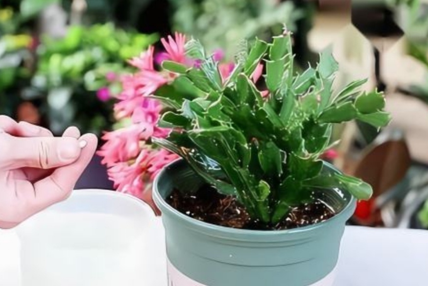 家中养花,也可以用上4种"小药片",长得旺盛,叶子更绿