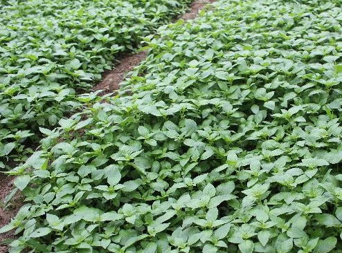 荆芥这样种才更能出齐苗