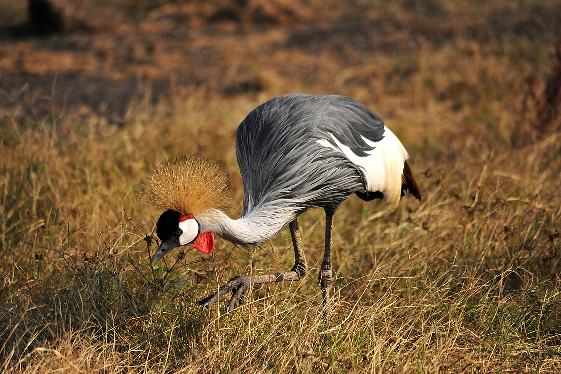 因为其美貌,灰冠鹤圈粉无数.