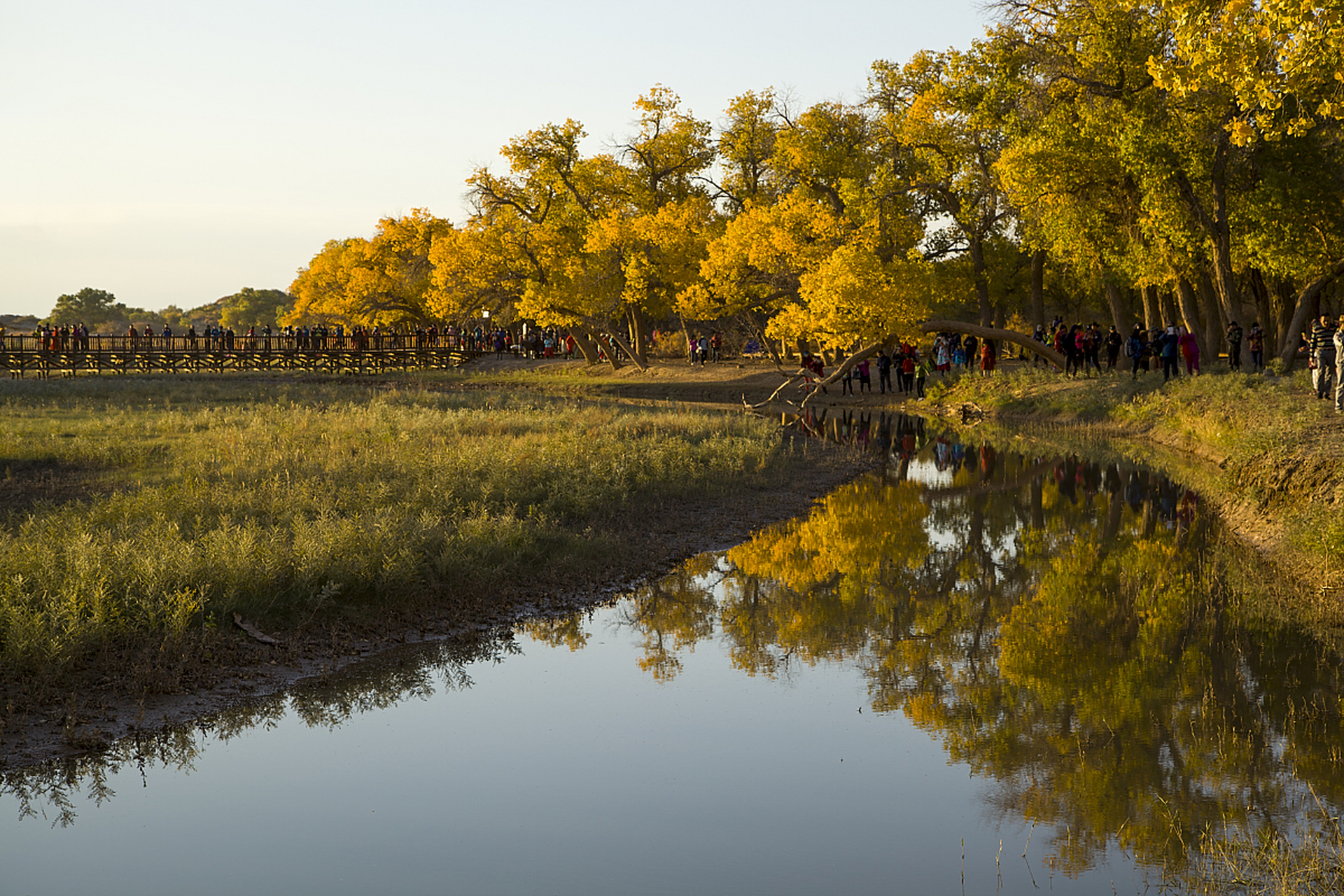 分享图片胡杨林景区