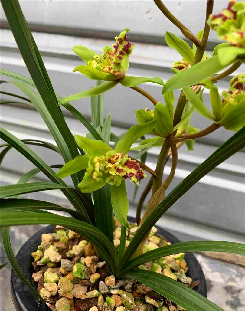 蕙兰绿牡丹,经典牡丹品种,多鼻多舌