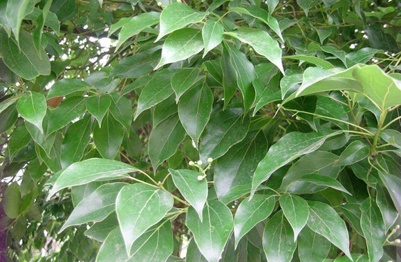 一种能灭火的树,果实全是液体,是天然的"消防员"