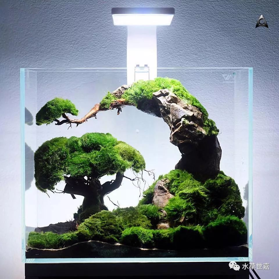 鱼缸里种棵树系列-苔藓缸