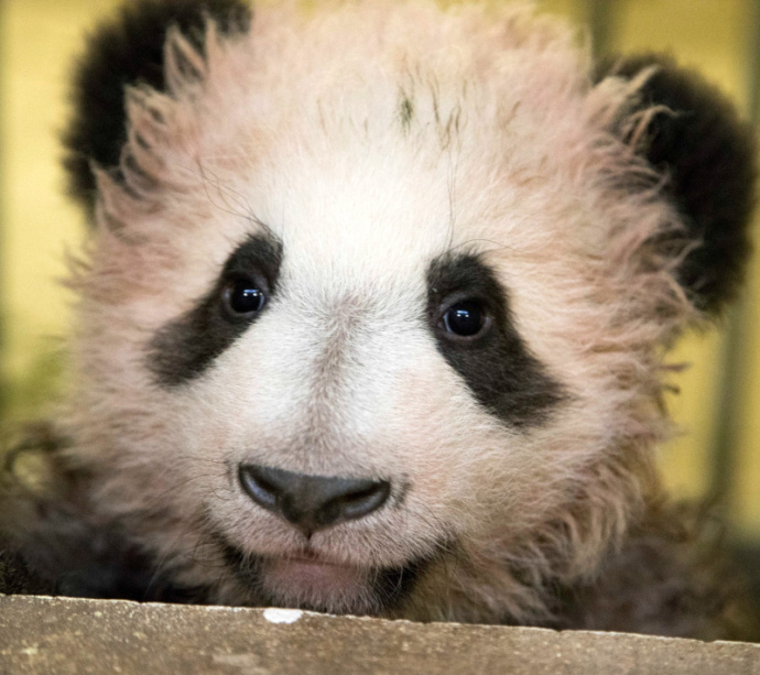 旅居法国的卷毛熊猫圆梦要跟法国人见面了!门票几秒就被预定没了