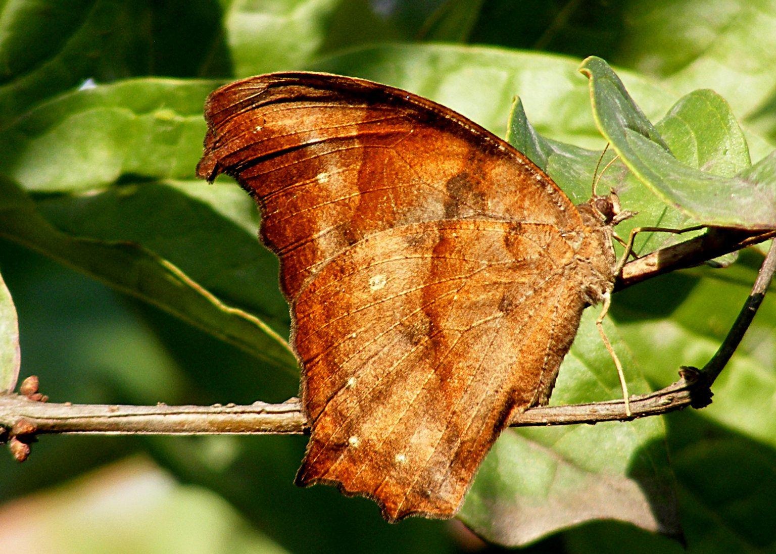 中华枯叶蝶知识免费科普,看一看你了解多少?