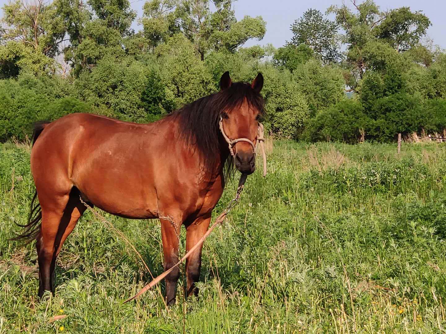 马骡得了急性胃扩张,要抓紧治疗,小心引发胃或横膈肌破裂