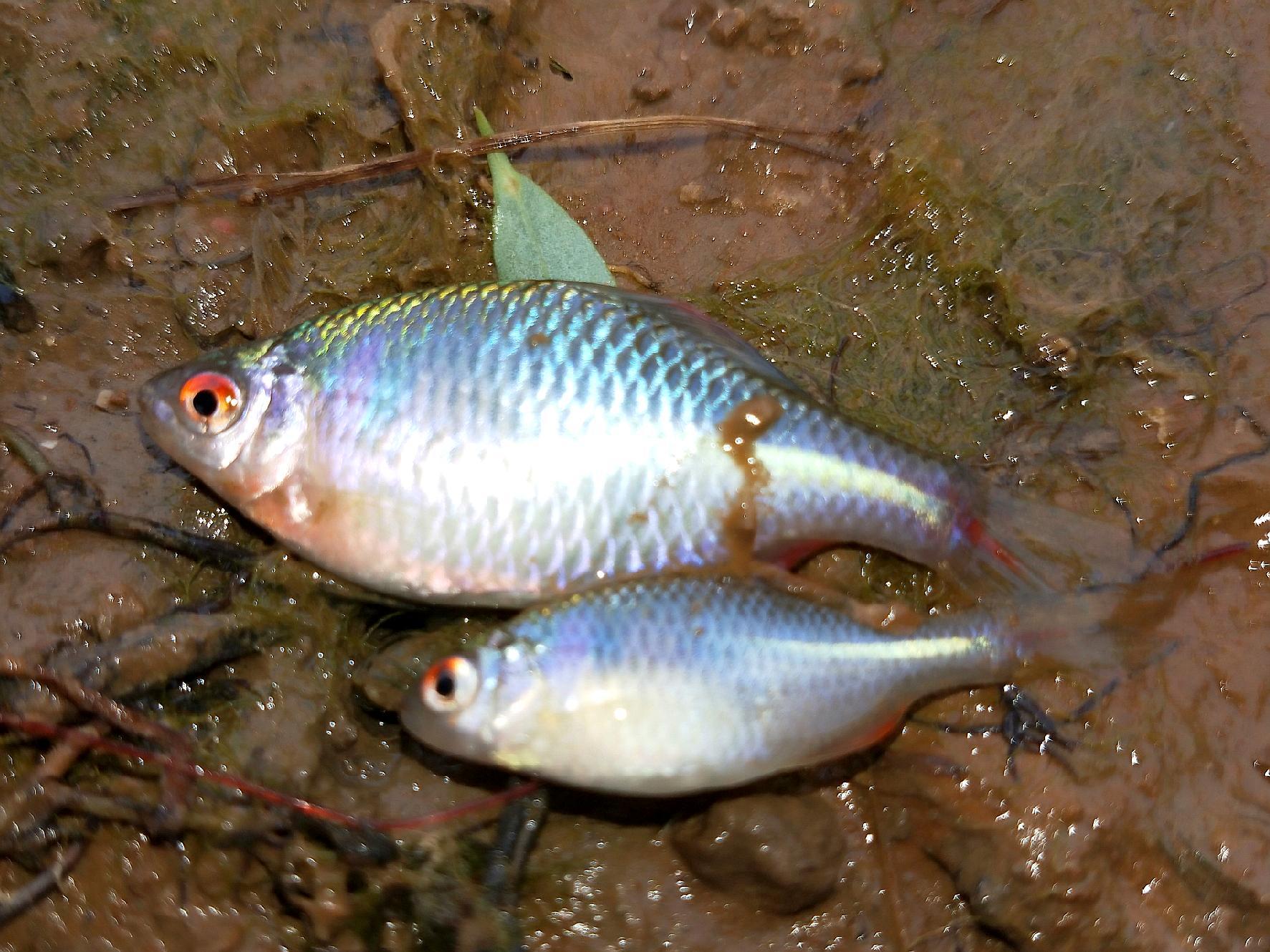 钓鱼时遇到鳑鲏闹窝,不用再换位置了!这个计策"一石二鸟"