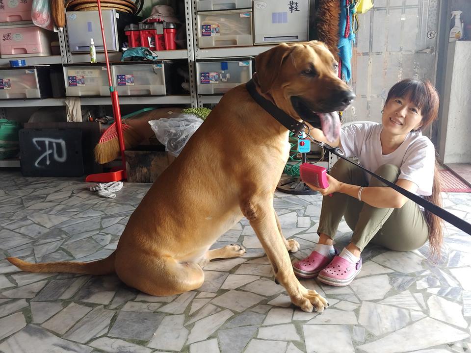 巨犬身高1米9,内心却像任性小宝宝,一撒娇谁都招架不住