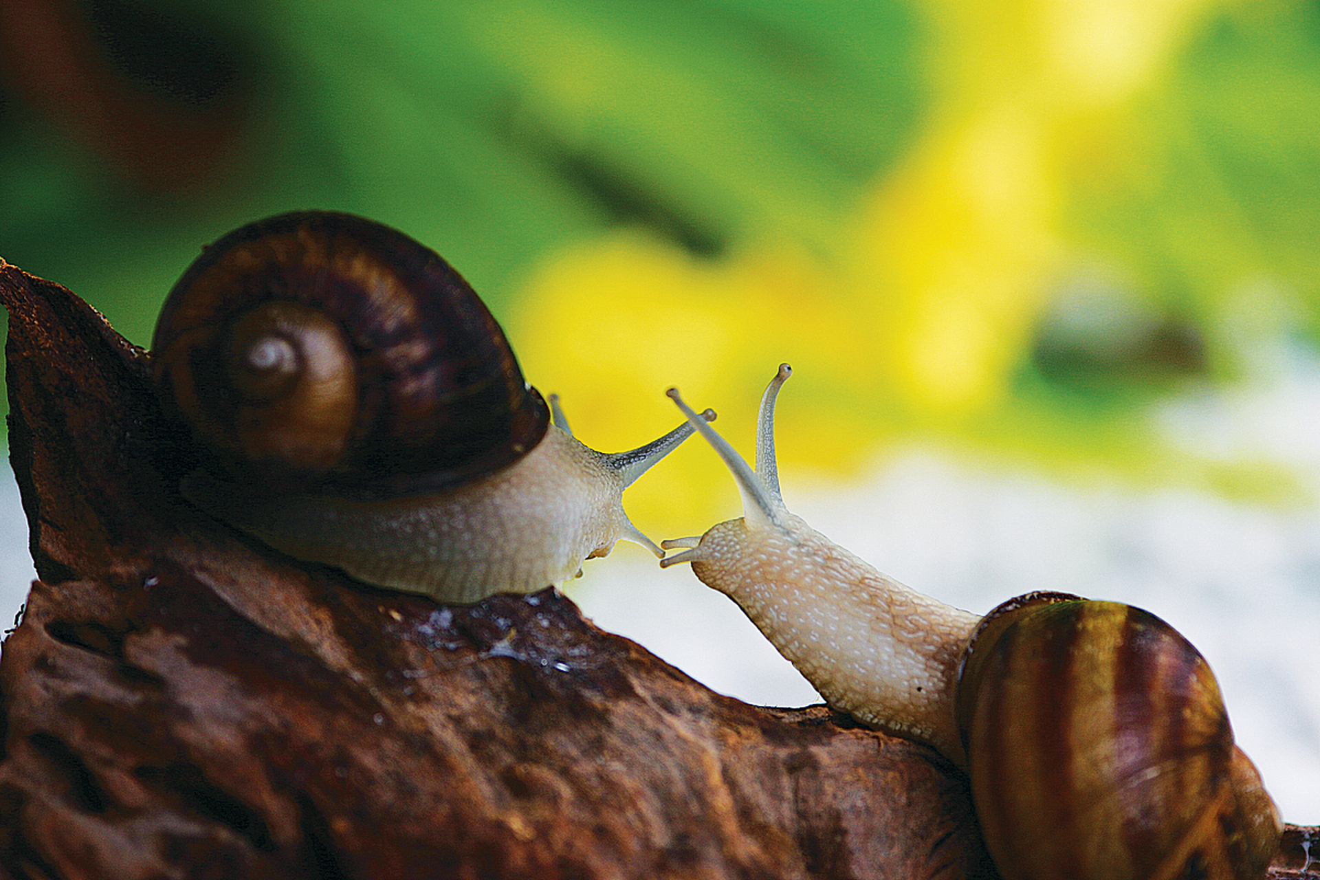 摘要:  蜗牛是雌雄同体生物,需要两只蜗牛相互交配才能繁殖.