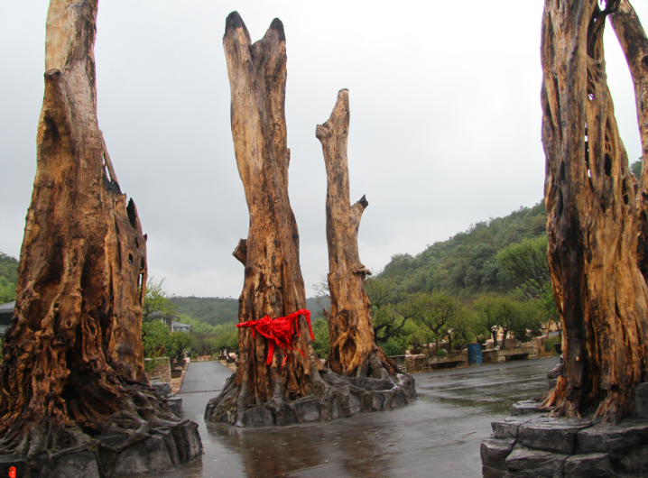 馆内收藏各类古木珍品数百件,有来自昆仑山的"神木"