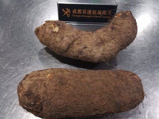 成都海关在双流机场截获巨型山药