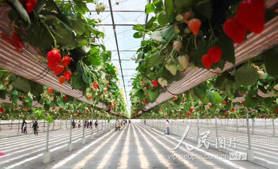 浙江台州:高架草莓卖高价