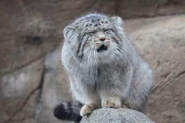 兔狲是憨萌表情帝,能当宠物吗?它是最凶猛猫,为何叫兔呢?