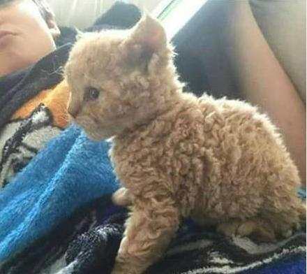 偶遇一只"泰迪猫"!让开水烫了还是被火烤了?泰迪:这锅我不背