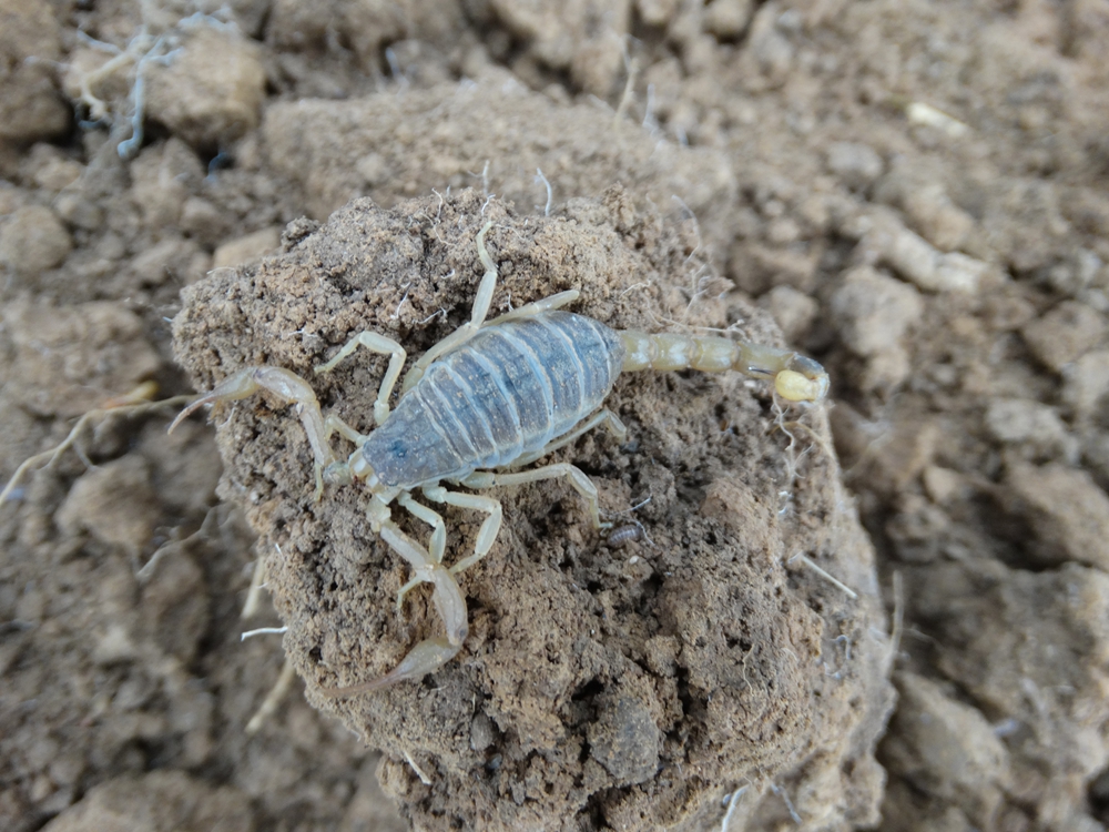 百度爱采购首页 商品专题_全蝎                 蝎子养殖蝎子技术