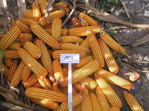 介绍几种玉米品种及品种特点