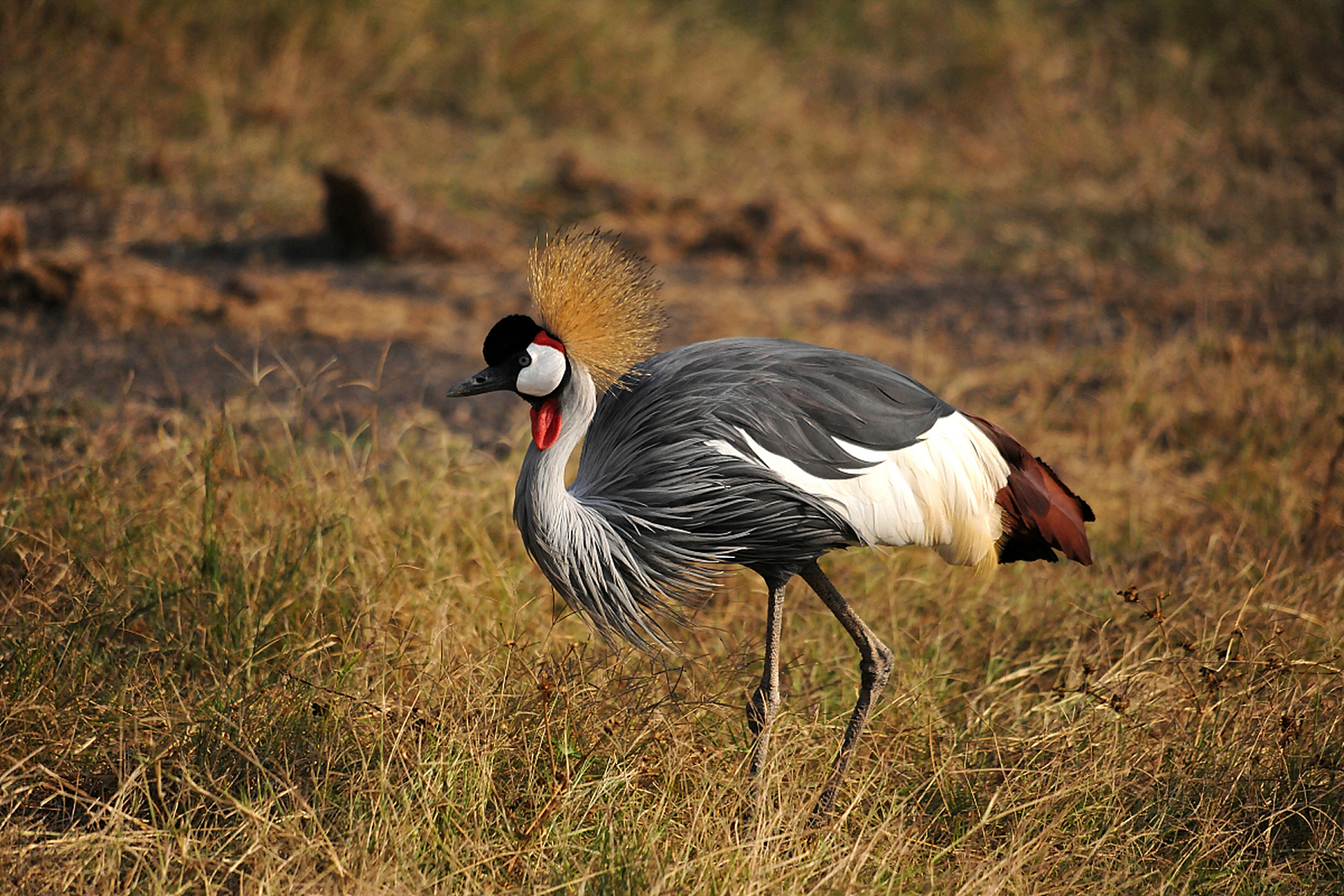 灰冠鹤(学名:balearica regulorum):是鹤科,冠鹤属动物.