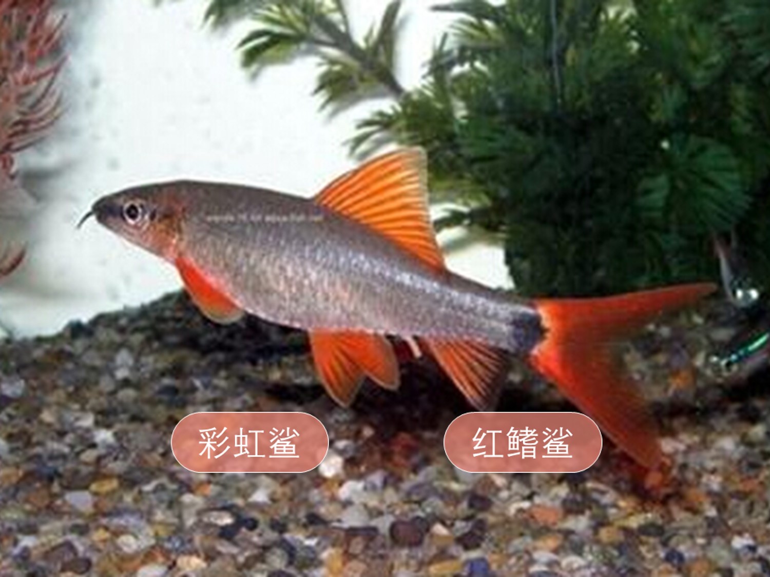 彩虹鲨:别名红鳍鲨
