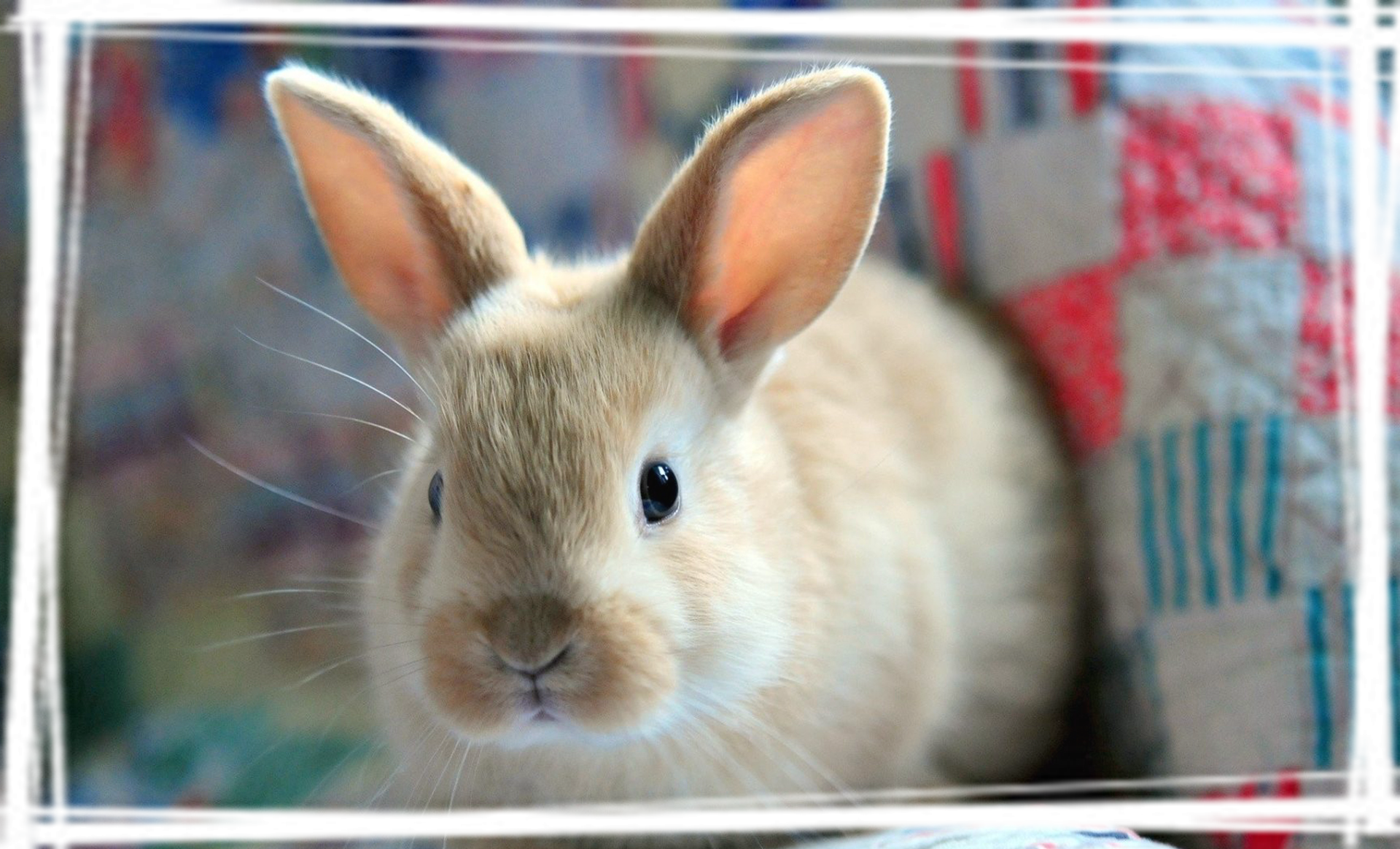 可爱动物萌系小白兔安静唯美的桌面壁纸