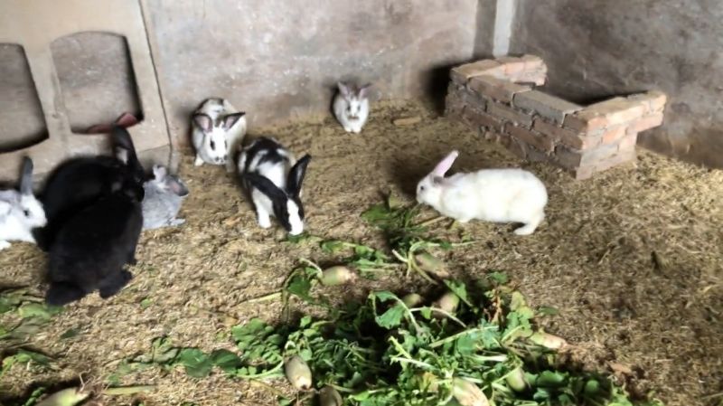 农村散养兔饲养条件简单，好饲养，见效快，大家欣赏一下,大自然,环球自然,好看视频