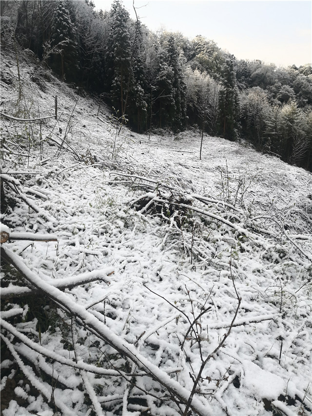 四月飞雪!北川这些地方还真下雪了!