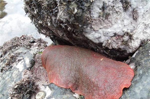 海岸边发现巨型鲍鱼以为赚到了,抓起仔细一看另有蹊跷