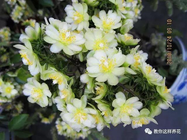 养一棵叶仙,可以嫁接几十种花,嫁接很简单,开花特仙气!