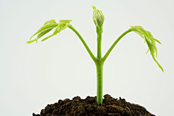 趣味测试:四棵树苗,哪棵长得最快?测你最近会有多倒霉