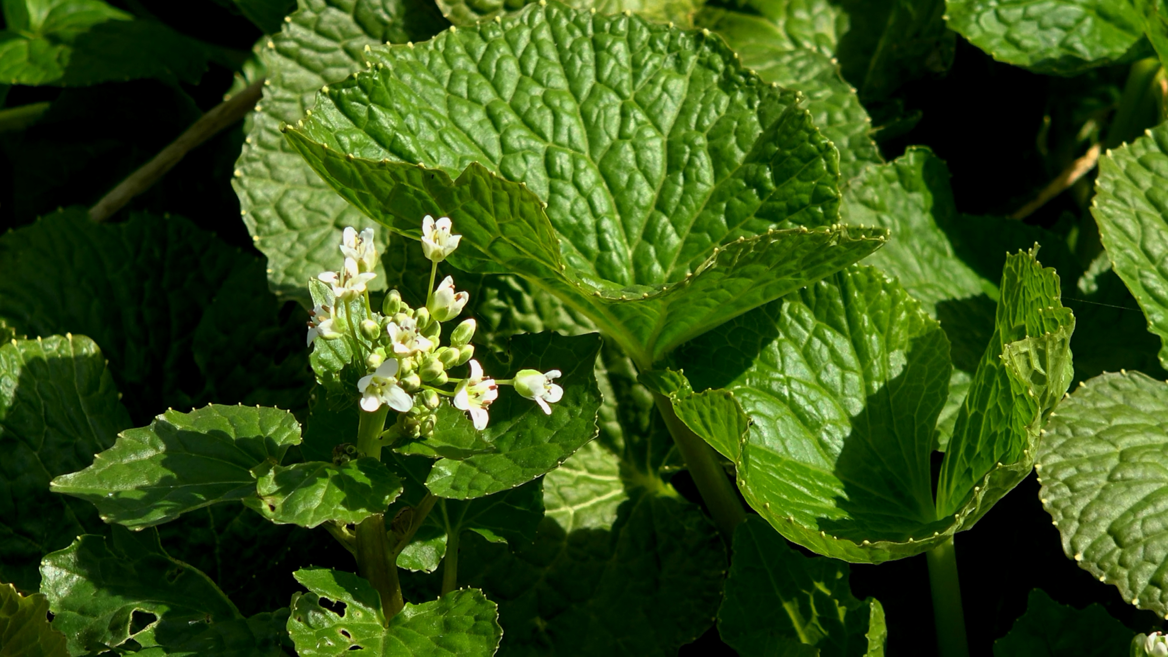 长野的山葵,山葵开的花有着淡淡的白色,它叶片丛生,呈圆心状.