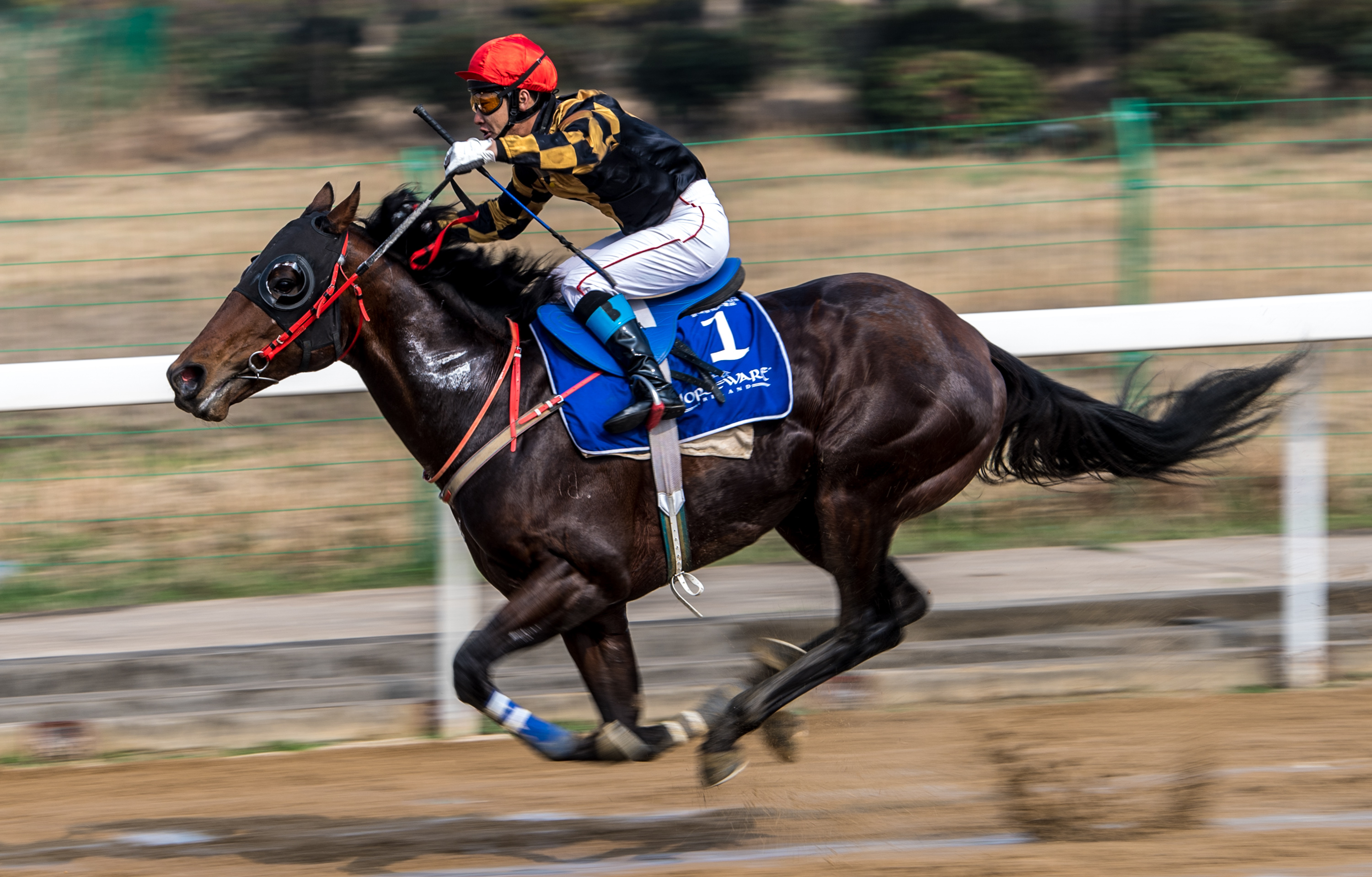 赛马——武汉速度公开赛举行开锣赛(3)
